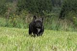 BOULEDOGUE FRANCAIS 090